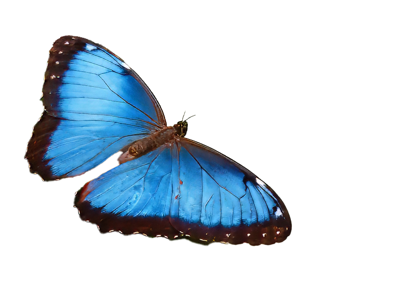 Blue-Morpho-Butterfly