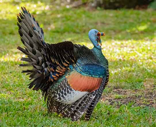 Ocellated turkey in Belize