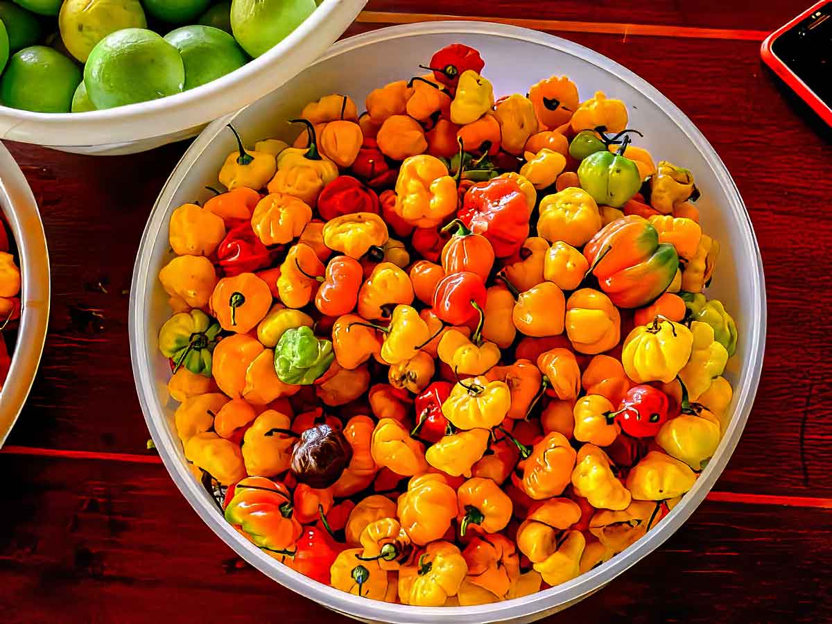 A colorful basket filled with vibrant habanero chiles showcasing a staple ingredient in Guatemalan cuisine.