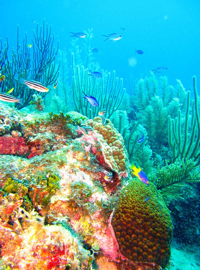 Very alive corals of the Meoamerican-Reef-During-our-Diving-and-Snorkeling-Tours