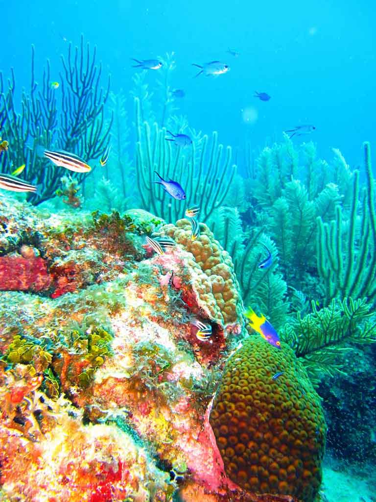 the colorful mesoamerican reef in Belize tours