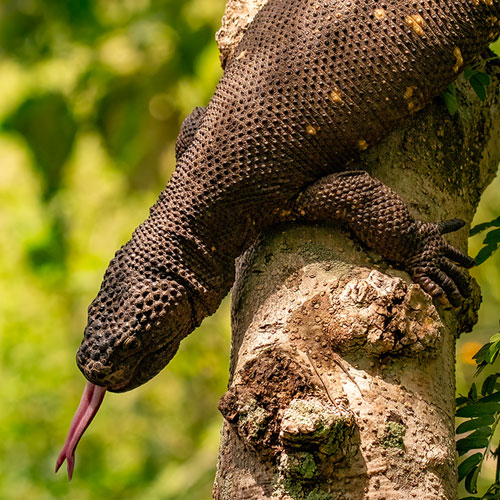 Heloderma Horridum during a wildlife photography adventure