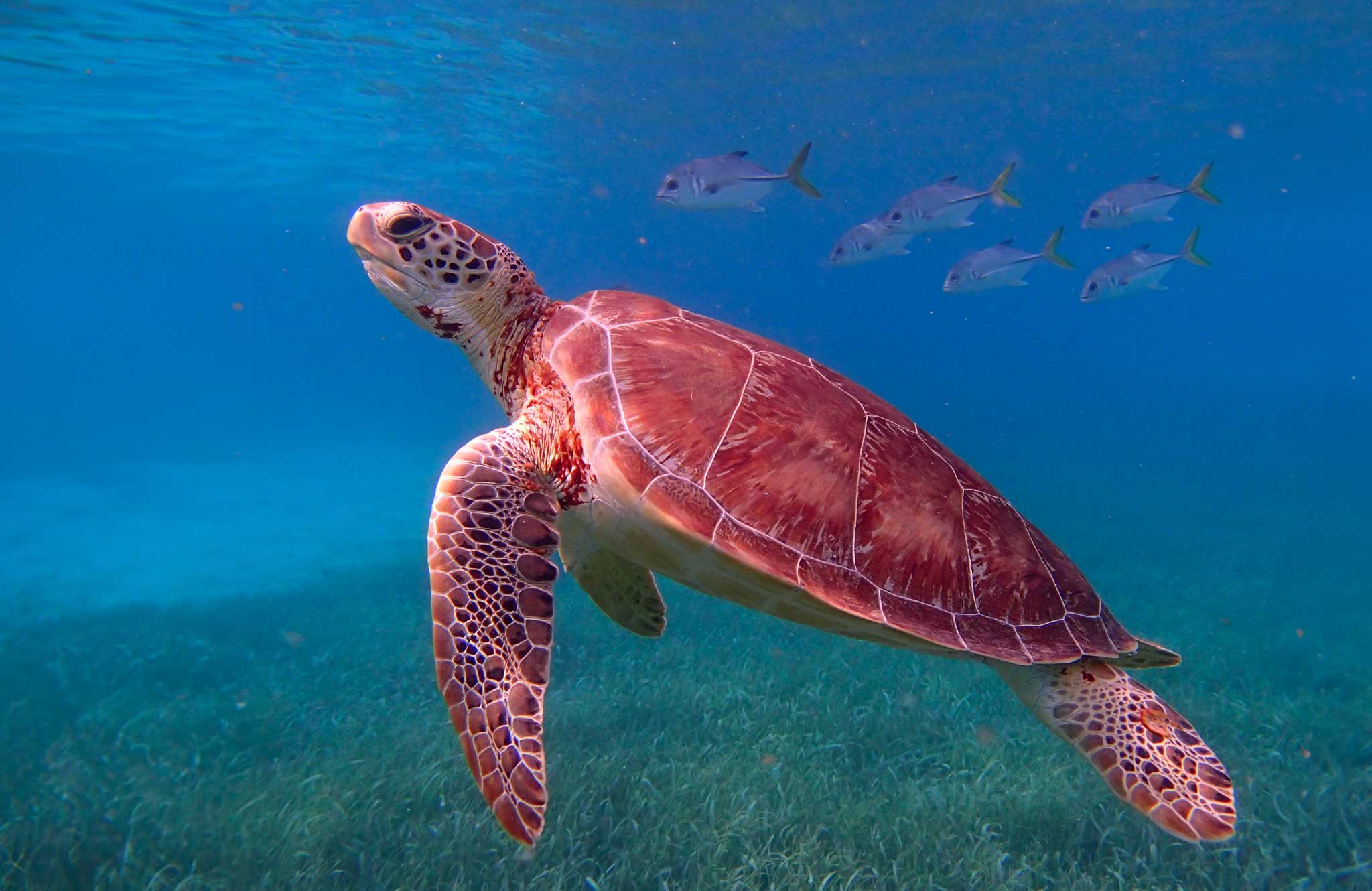 Belize marine life as apar of our Belize Bespoke Tours