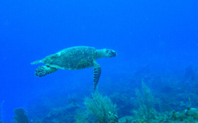 Fantastic Belize Tours to Put on Your Must-Do List!