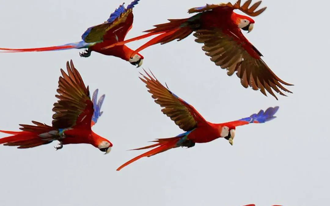 Birdwatching and Cultural Tours | Archaeobirding Guatemala