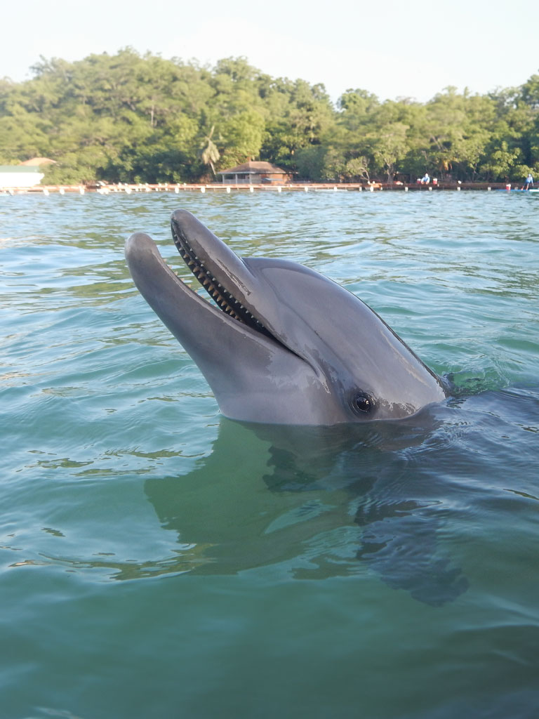 A dolphin inthe turoquise waters of Roatan Honduras