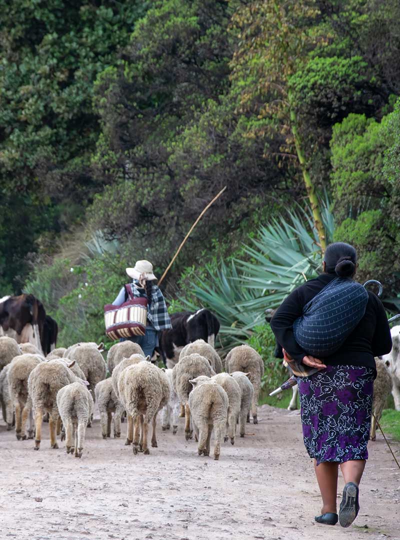 Guatemala Highlans Landscape with Mayan Shepards