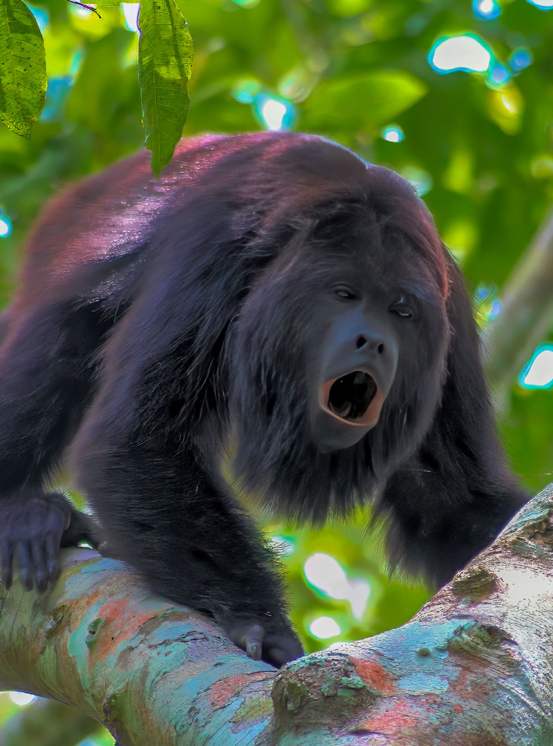 Guatemalan Howler Monkey 