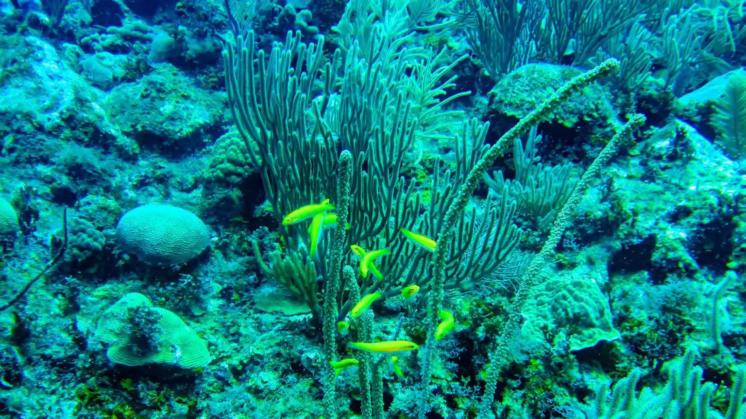 Belize Reef