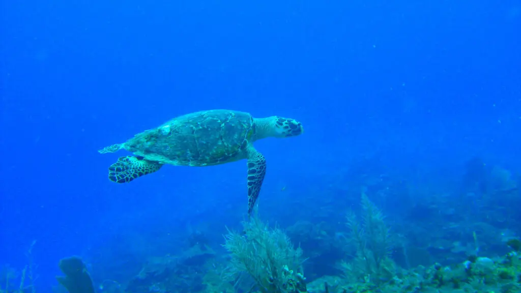 sea turtle during scuba diving