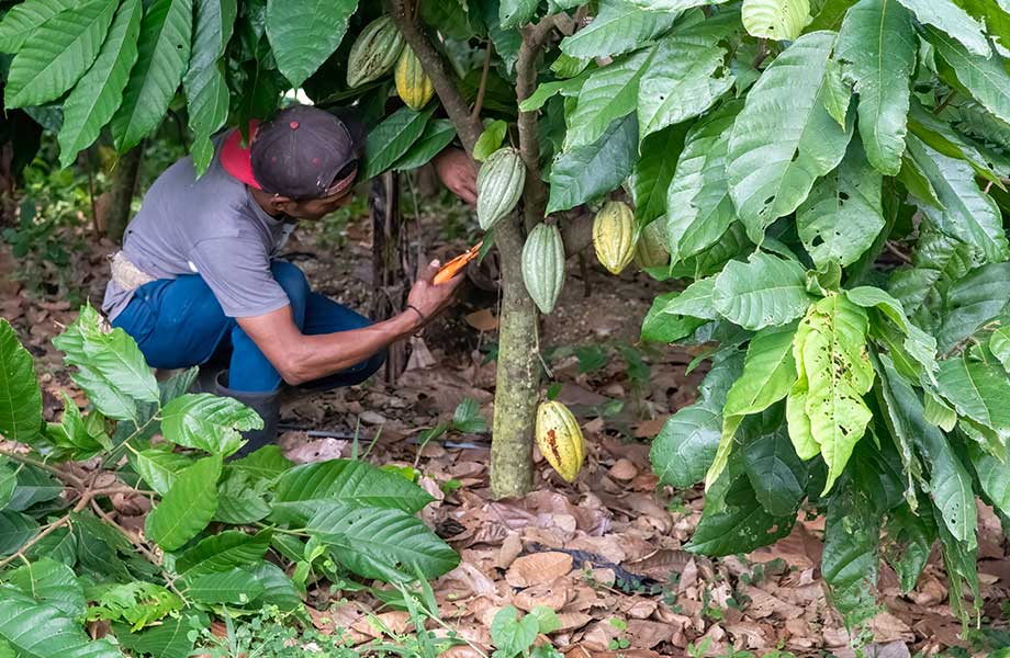 Cacao Farm