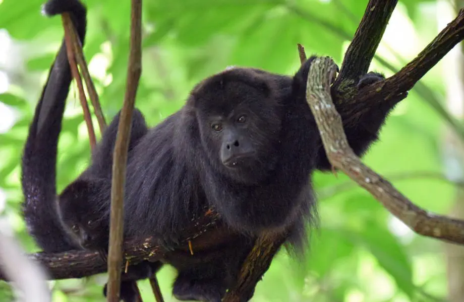 howler monkey