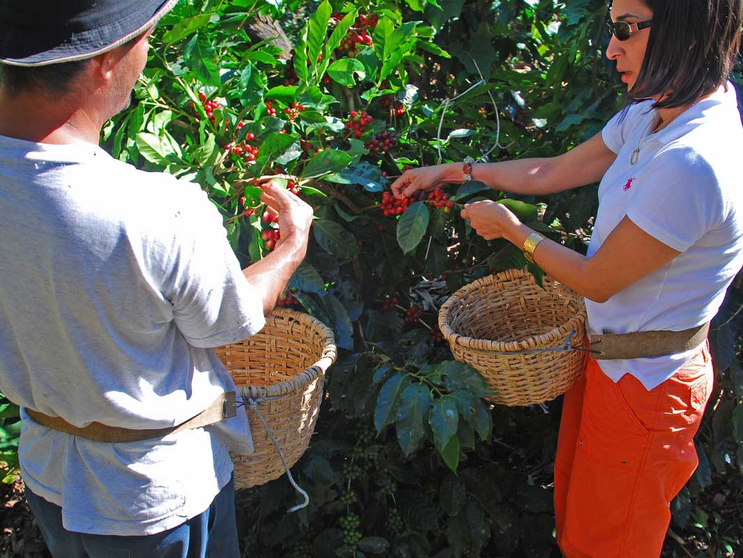 Custom Coffee Tour in Costa Rica