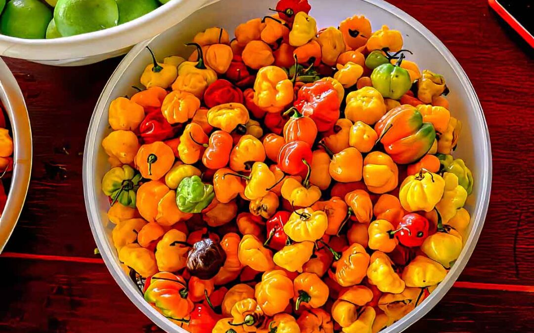 A colorful basket filled with vibrant habanero chiles showcasing a staple ingredient in Guatemalan cuisine.