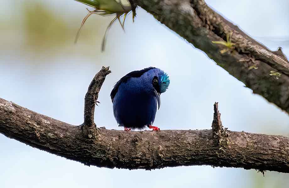 Birdwatching Guatemala