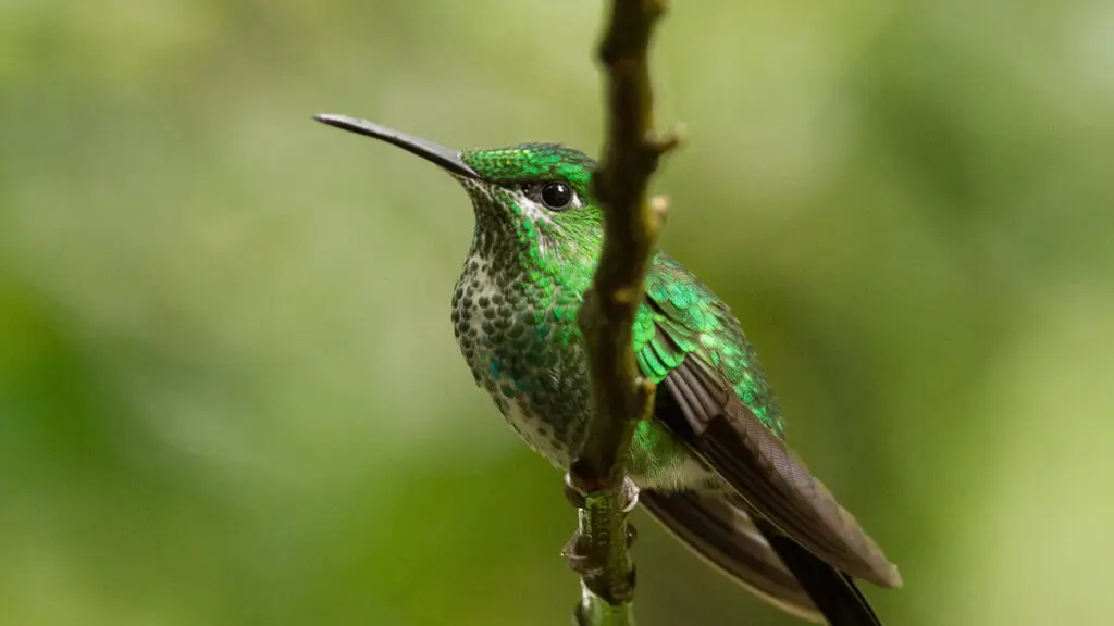 Go birdwatching in Guatemala