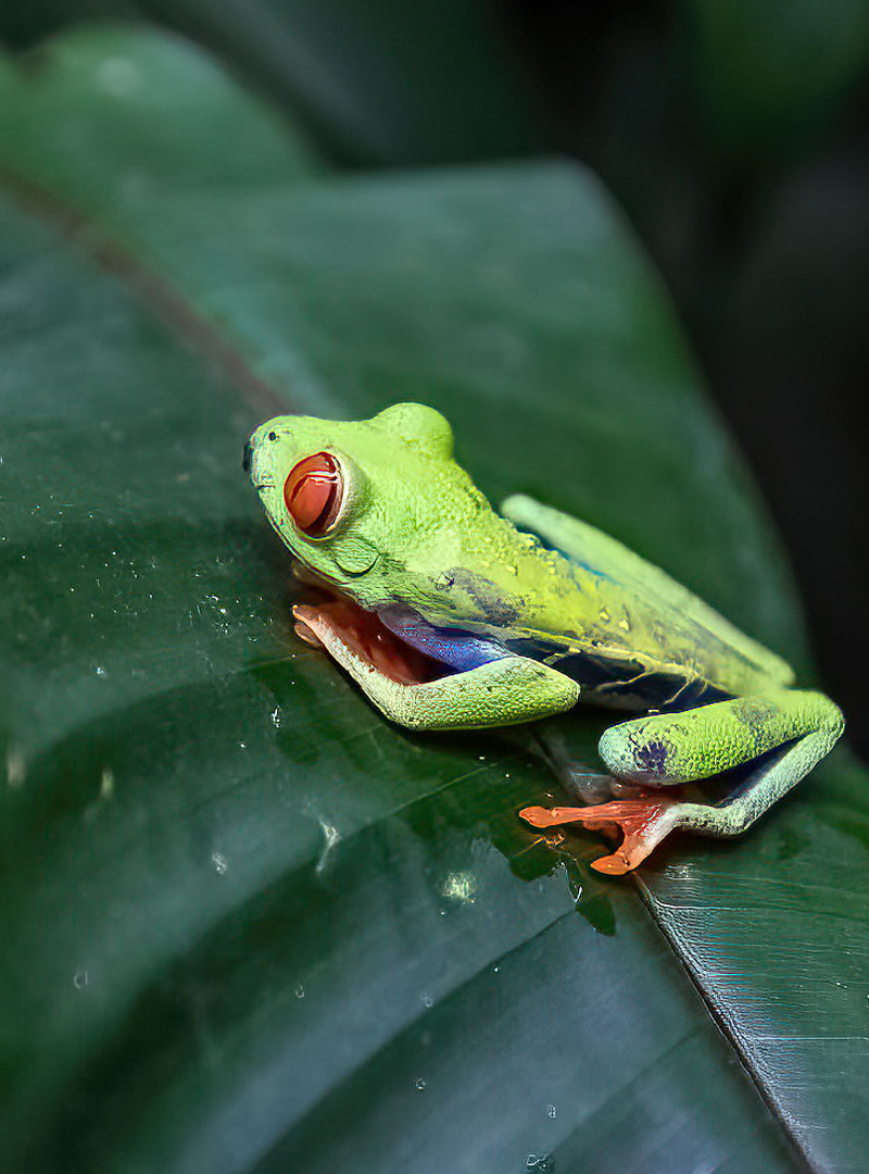 The colorful Red eyed Frog in our Costa Rica Travel Guide