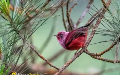 The Power of Sustainable Birding Tours in Guatemala