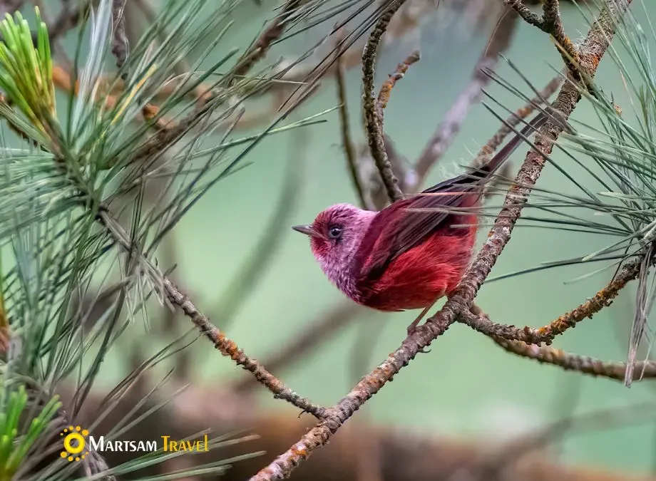 Pink-headed Warbler spotted during our sustainable Birding Tour in Guatemala