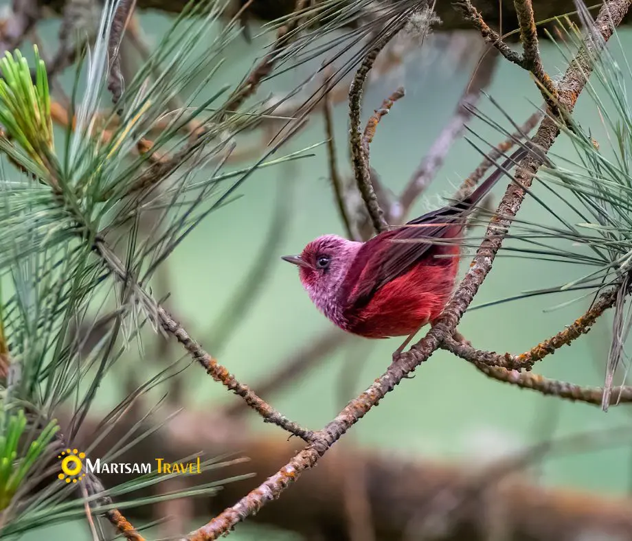 Pink-headed Warbler spotted during our sustainable Birding Tour in Guatemala