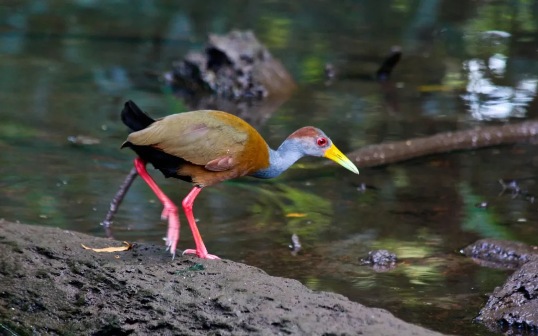 Best Birdwatching Tours in Guatemala