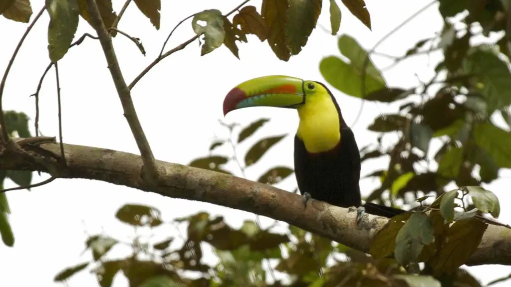 Keel-billed Toucan